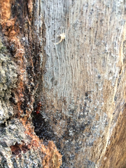 Arrhenodes minutus