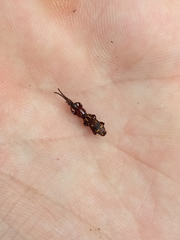 Arrhenodes minutus