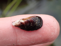 Brachidontes adamsianus