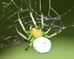 Aoaraneus pentagrammicus