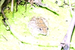 Fejervarya multistriata