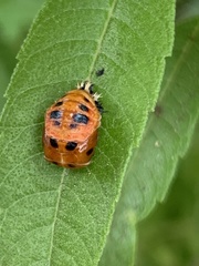 Harmonia axyridis