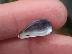 Brachidontes adamsianus