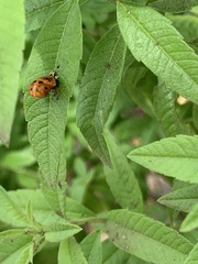 Harmonia axyridis