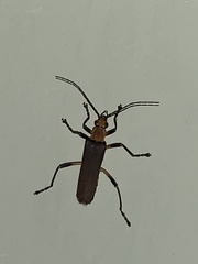 Chauliognathus cinguliventris
