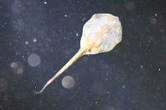 Microhyla fissipes