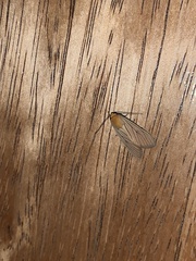 Pseudischnocampa