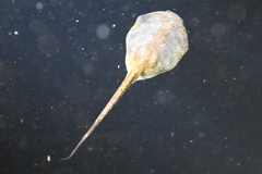 Microhyla fissipes