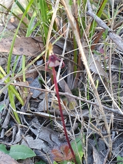 Chiloglottis curviclavia