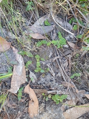 Chiloglottis curviclavia