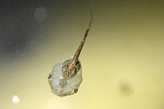 Microhyla fissipes