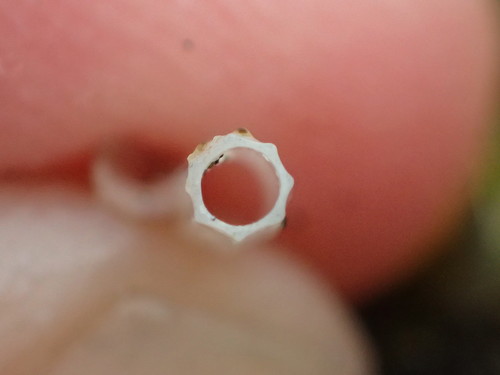 Dentalium neohexagonum, 2018-06-18