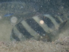 Diplodus hottentotus