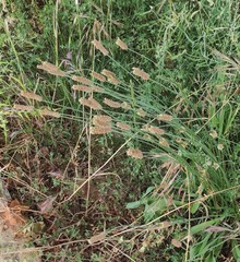 Plantago lanceolata