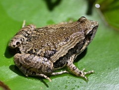 Microhyla fissipes