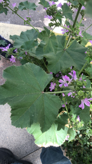 Malva sylvestris