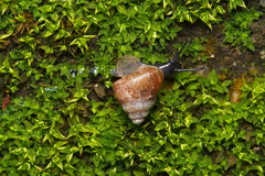 Cyclophorus herklotsi