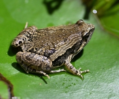 Microhyla fissipes