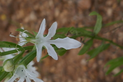 Teucrium integrifolium