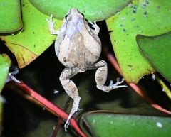 Microhyla fissipes