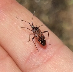 Closterotomus histrio