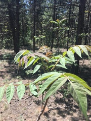 Ailanthus altissima