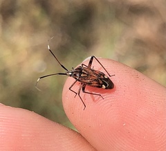 Closterotomus histrio