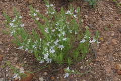 Teucrium integrifolium