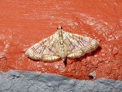 Glyphodes caesalis
