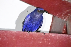Myophonus caeruleus