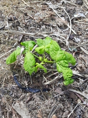 Aesculus hippocastanum