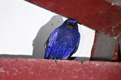 Myophonus caeruleus