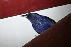 Myophonus caeruleus
