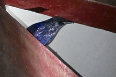 Myophonus caeruleus