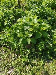 Urtica dioica