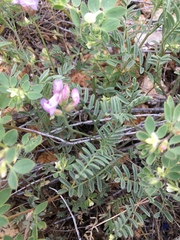 Astragalus whitneyi