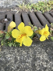 Erythranthe