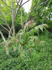 Ailanthus altissima
