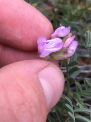 Astragalus whitneyi