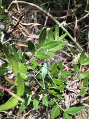 Acrometopa macropoda