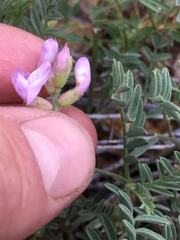 Astragalus whitneyi