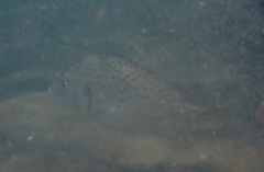 Pomadasys commersonnii