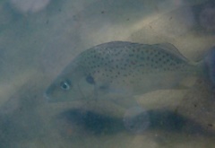 Pomadasys commersonnii