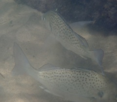 Pomadasys commersonnii