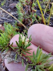 Darwinia diminuta