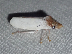 Diestostemma atropunctulatum