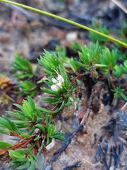 Darwinia diminuta