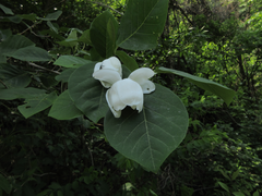 Magnolia sieboldii