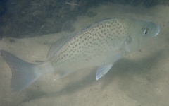 Pomadasys commersonnii