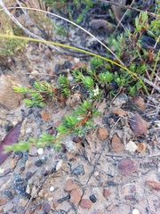 Darwinia diminuta